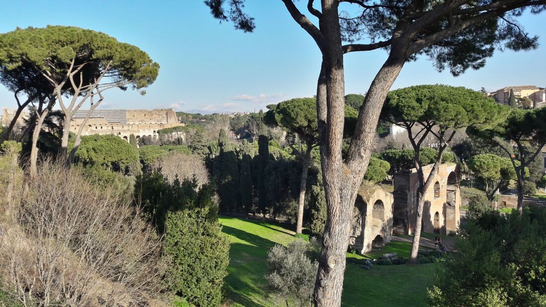 Kuva Roomasta. Kuvassa näkyy tyypillisiä roomalaisia pinjapuita, joilla on tiheä latvus ja kapea runko. Taustalla näkyy Colosseum ja muita antiikin aikaisia raunioita.