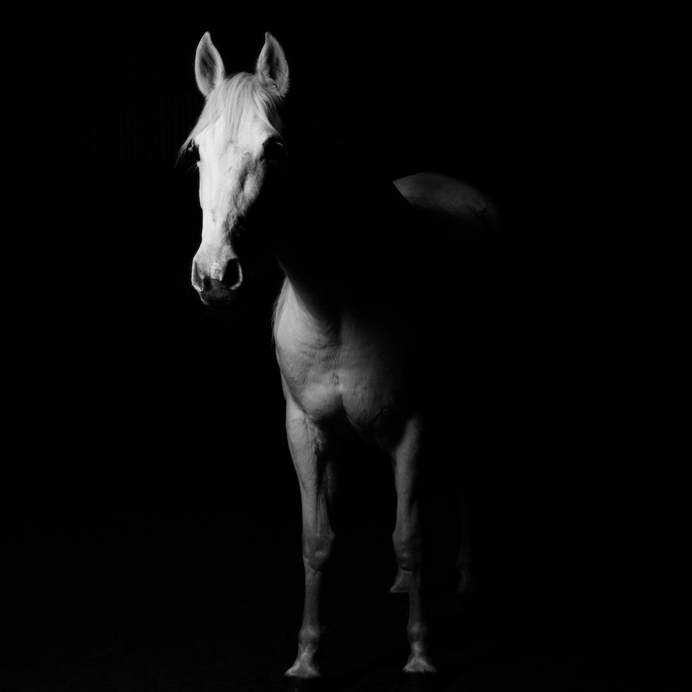 Mustavalkoinen kuva ylväästä hevosesta